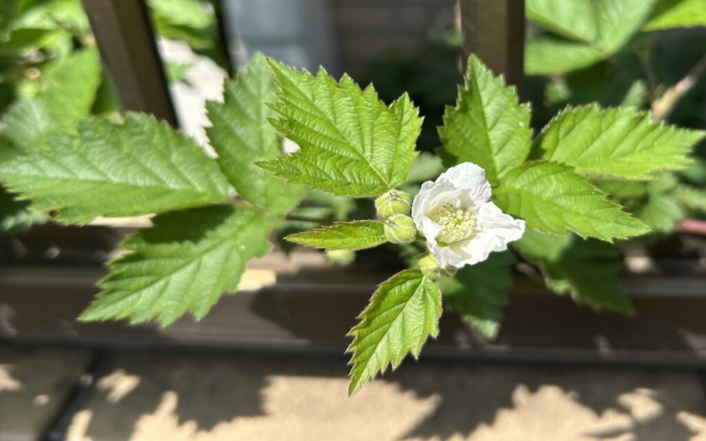 ブラックベリー|白いお花