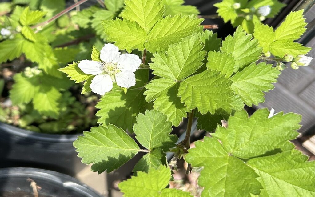 ブラックベリー|白いお花