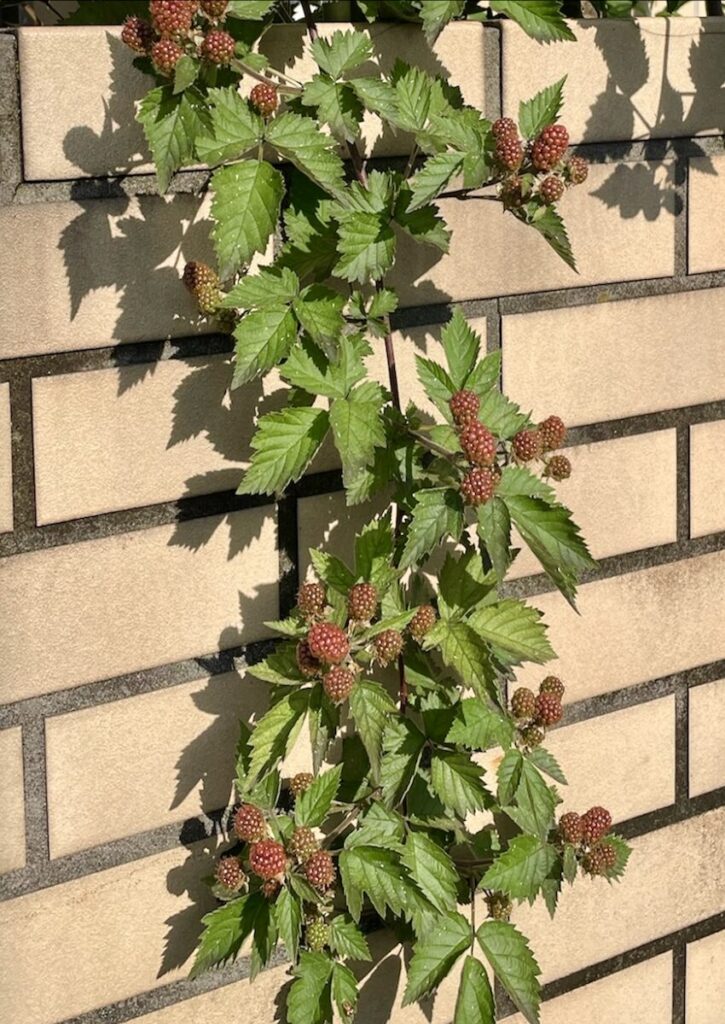 ブラックベリー｜赤茶色の実