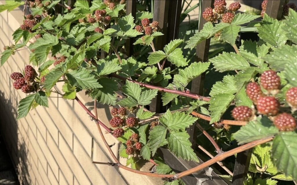 ブラックベリー｜赤茶色の実