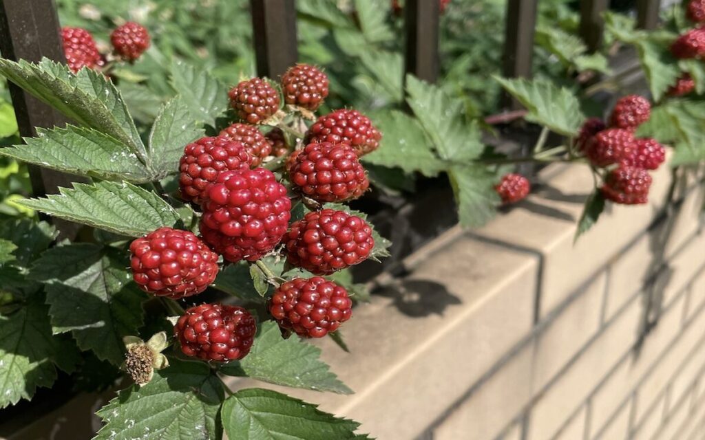 ブラックベリー｜赤色の実