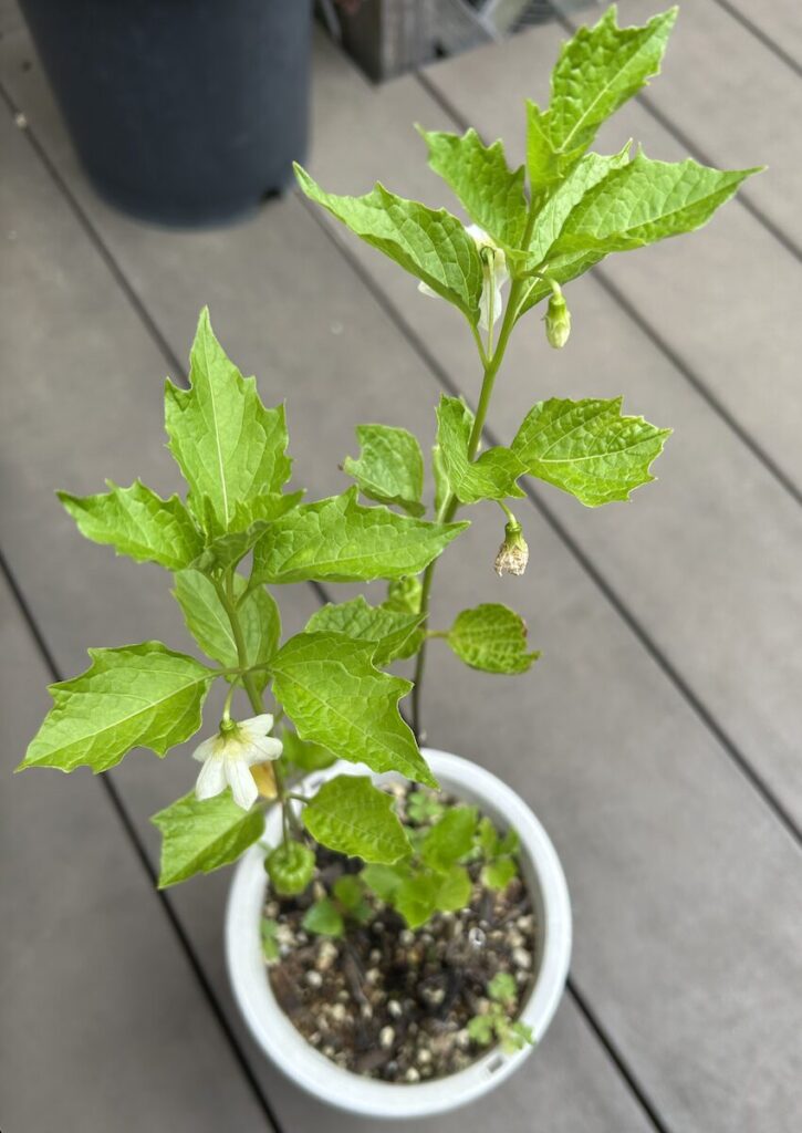 ほおずき|白いお花