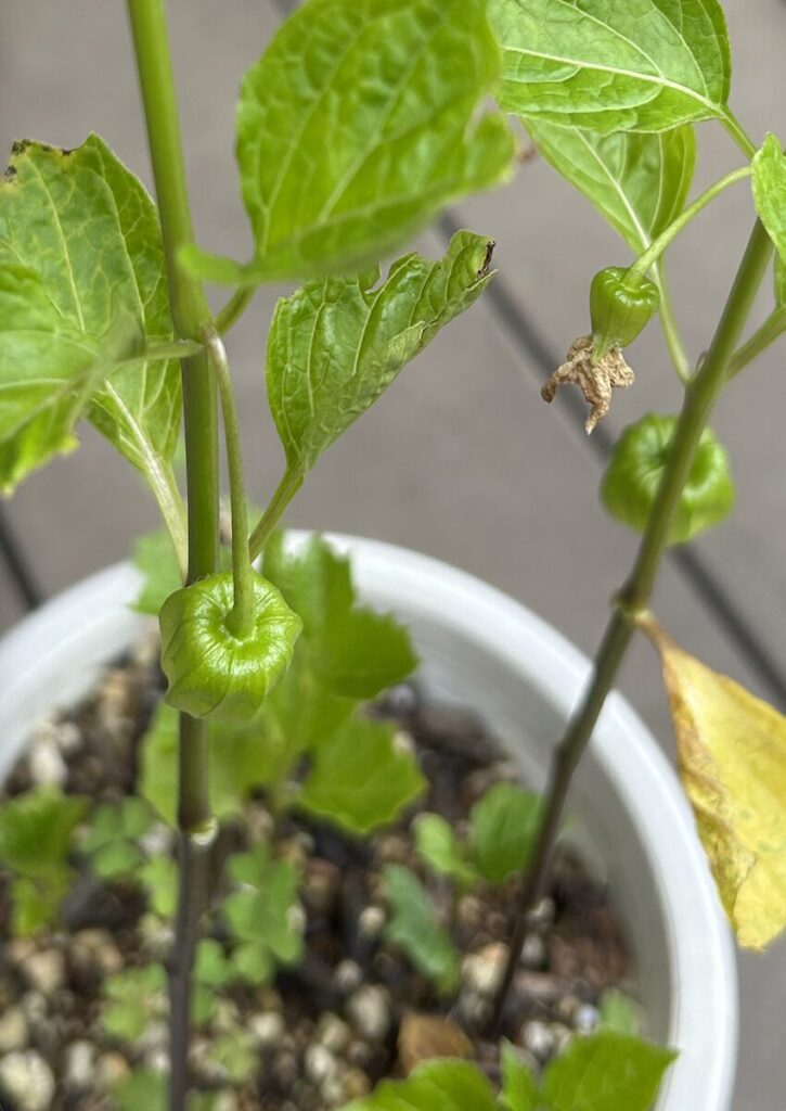 ほおずき|緑色の実