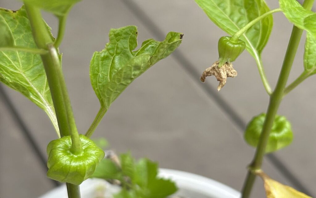 ほおずき｜緑色の実