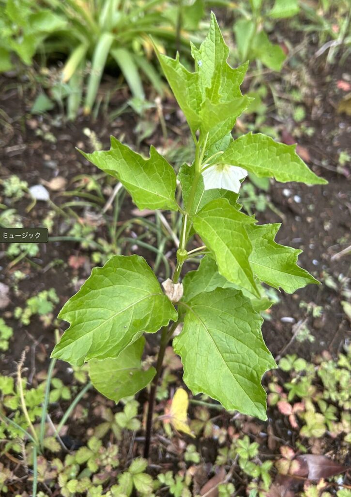 ほおずき|白い花と緑色の実