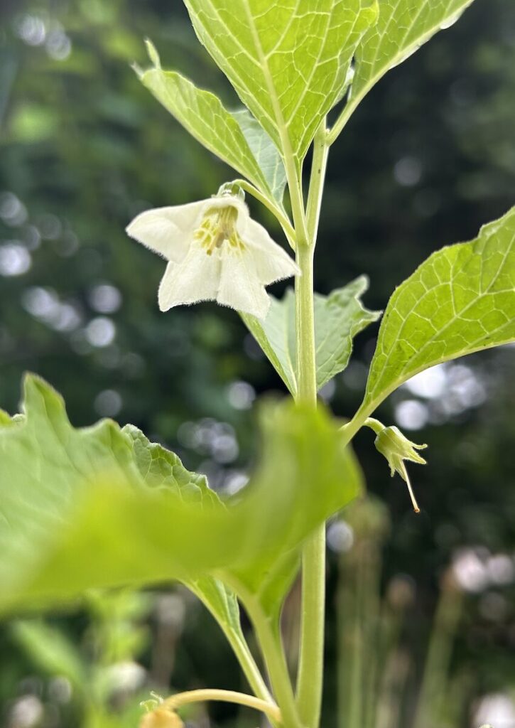 ほおずき|白い花