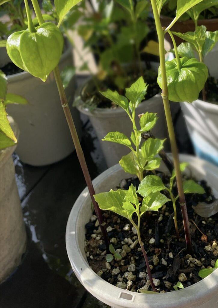 ほおずき｜緑色の実