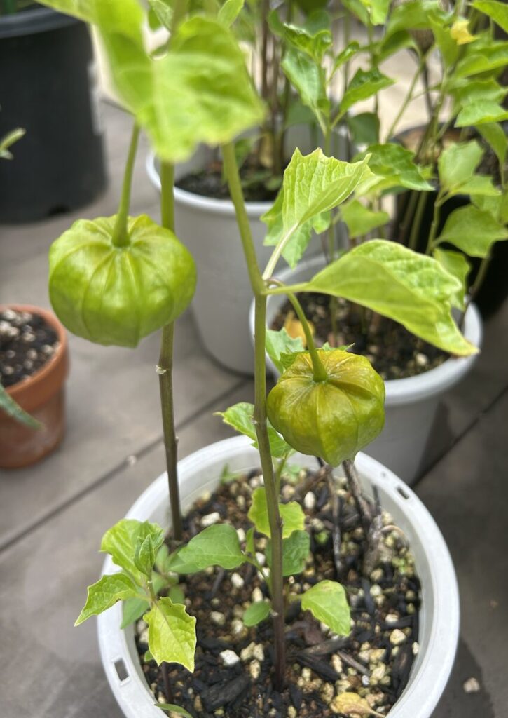 ほおずき｜緑色の実