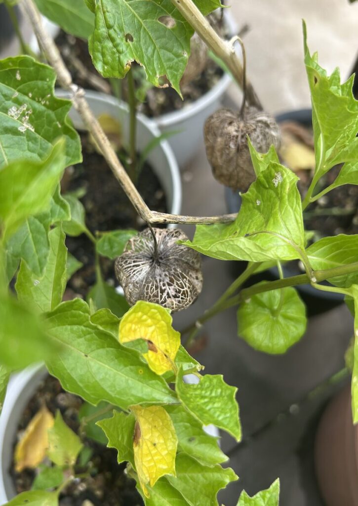 ほおずき｜枯れてしまった実