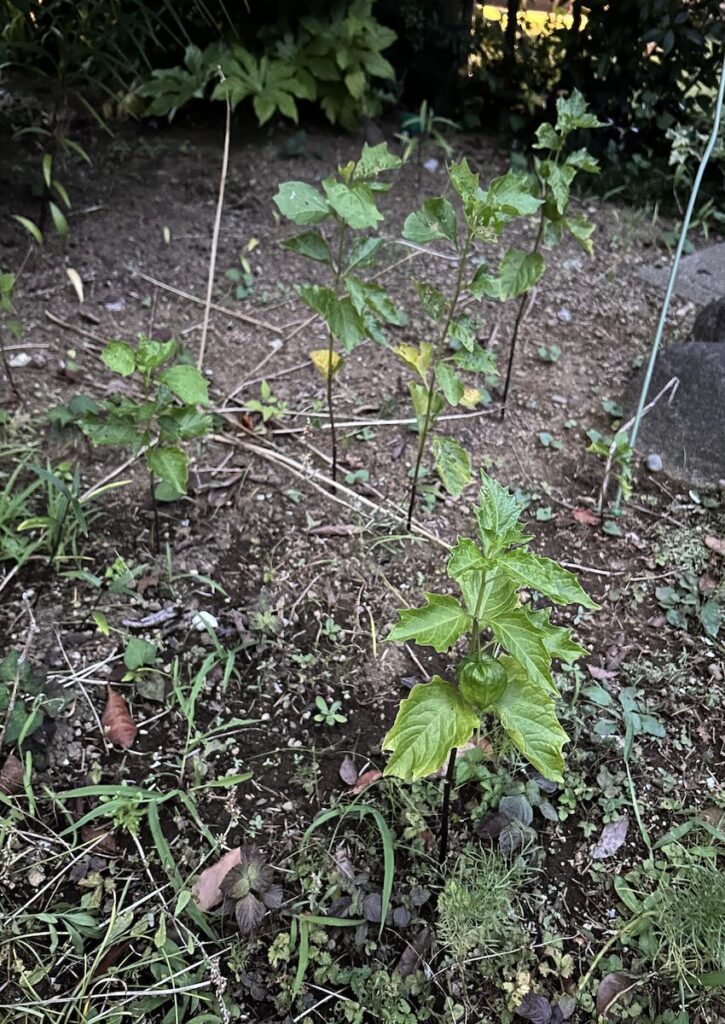 ほおずき｜地植えで育てている様子