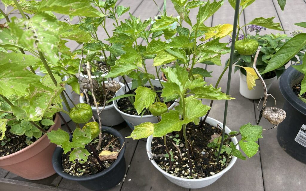 ほおずき｜鉢植えで育てている様子