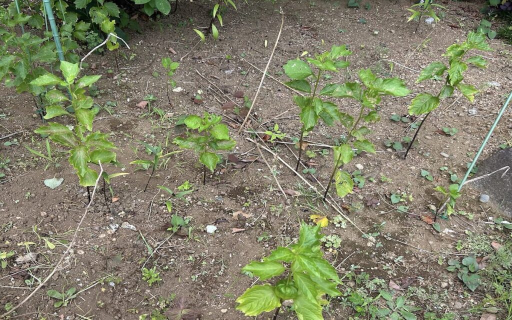ほおずき｜地植えで育てている様子
