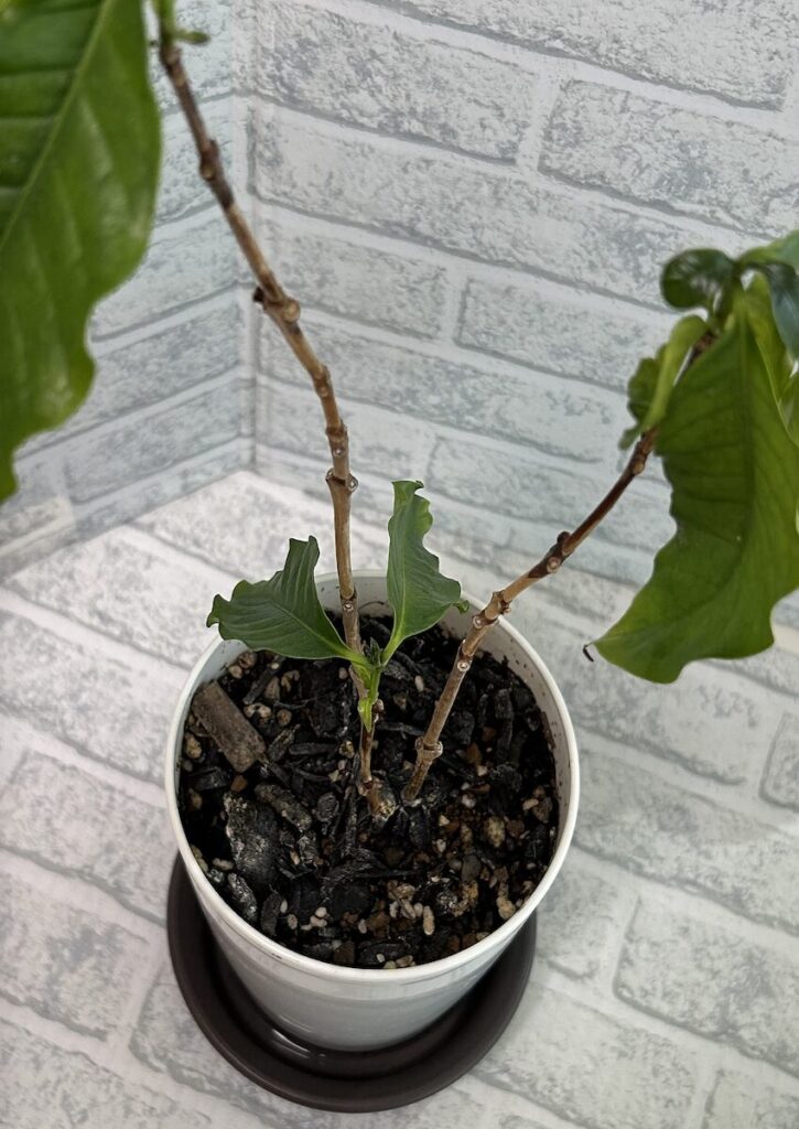 コーヒーノキ｜小さい鉢で育成