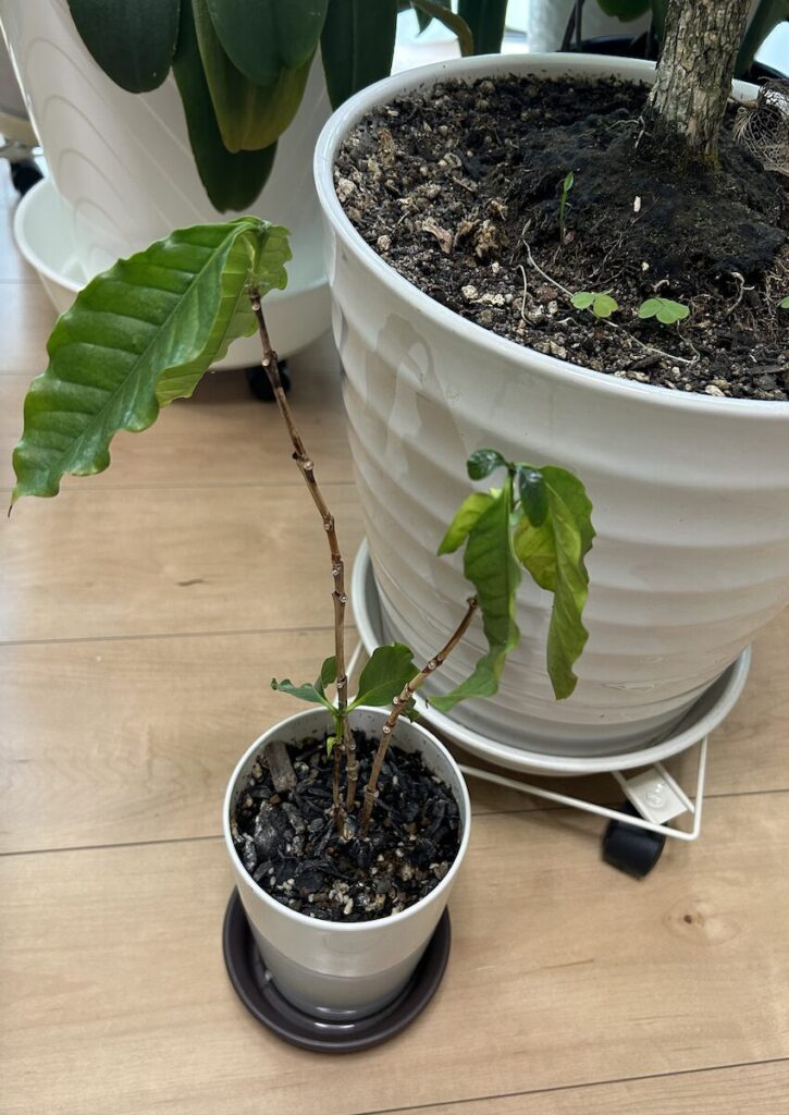 コーヒーノキ｜小さい鉢と大きい鉢