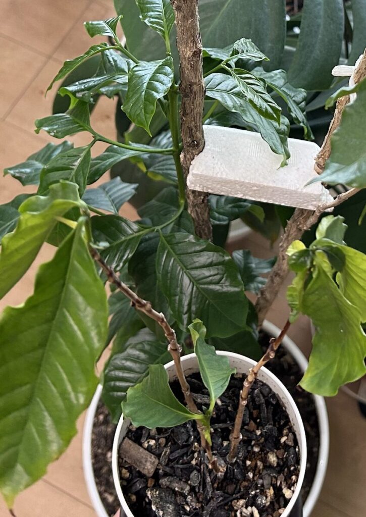 コーヒーノキ｜発泡スチロールで固定している様子