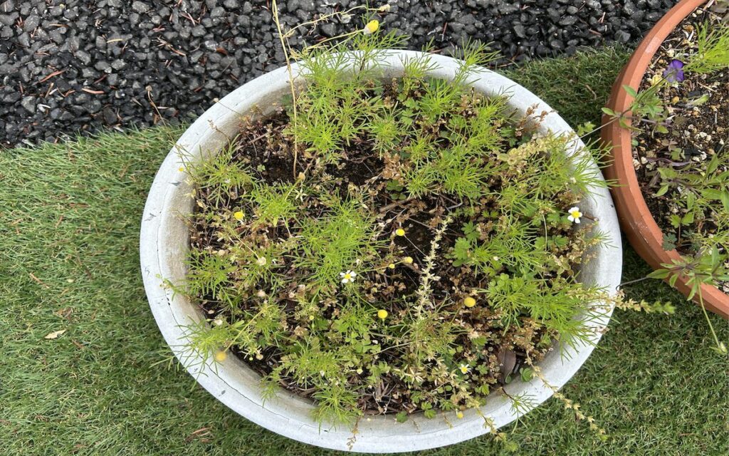 コスモス｜プランターで育てる蕾