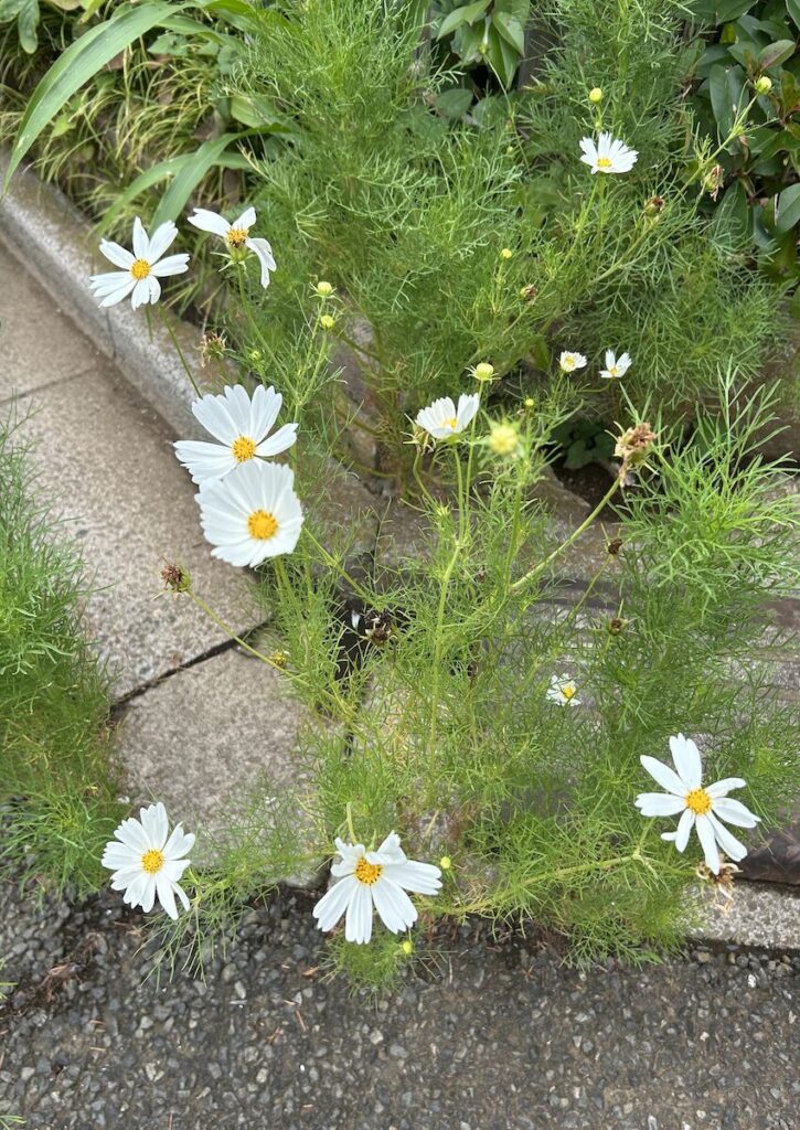 コスモス｜白い花