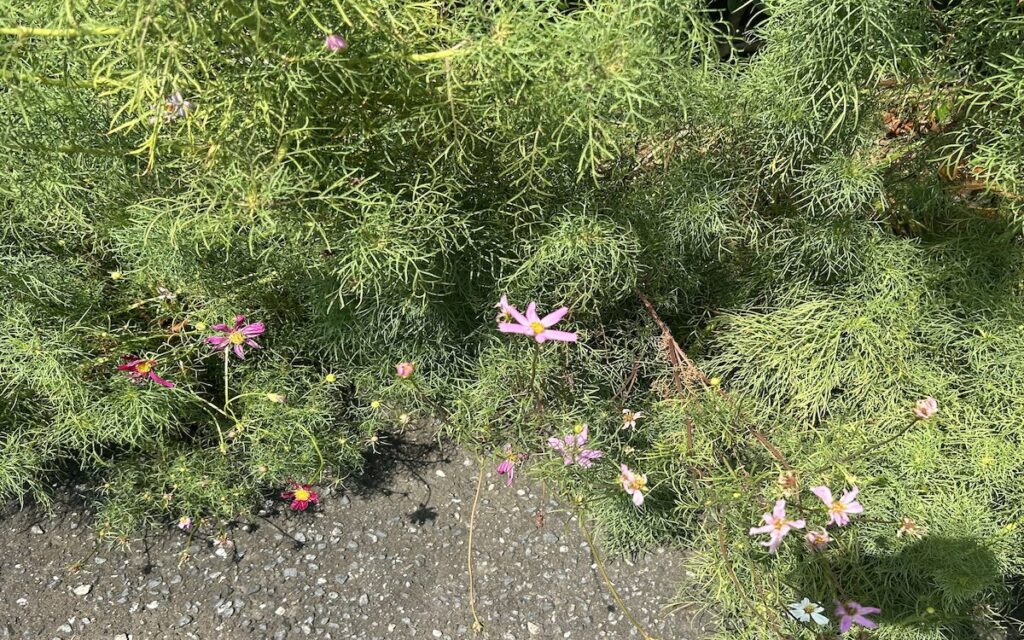 コスモス|ピンク色の花