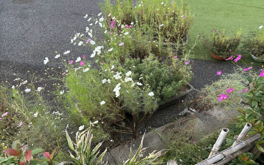 コスモス｜白とピンク色の花