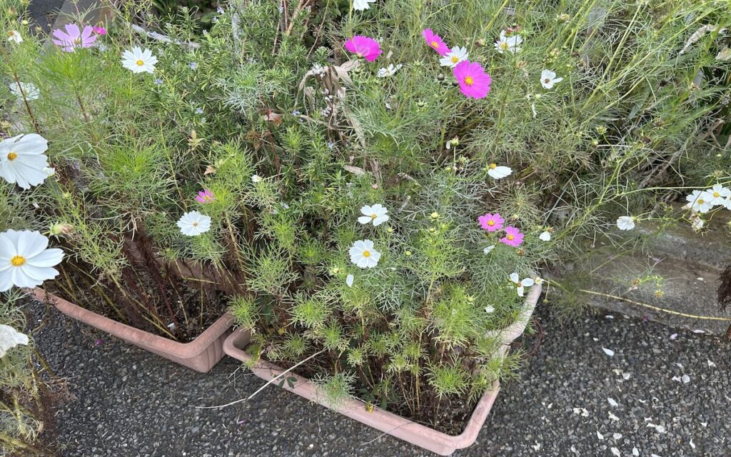 コスモス｜白とピンク色の花