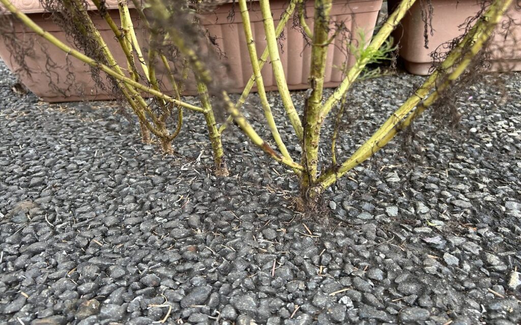 コスモス｜コンクリート咲いている様子