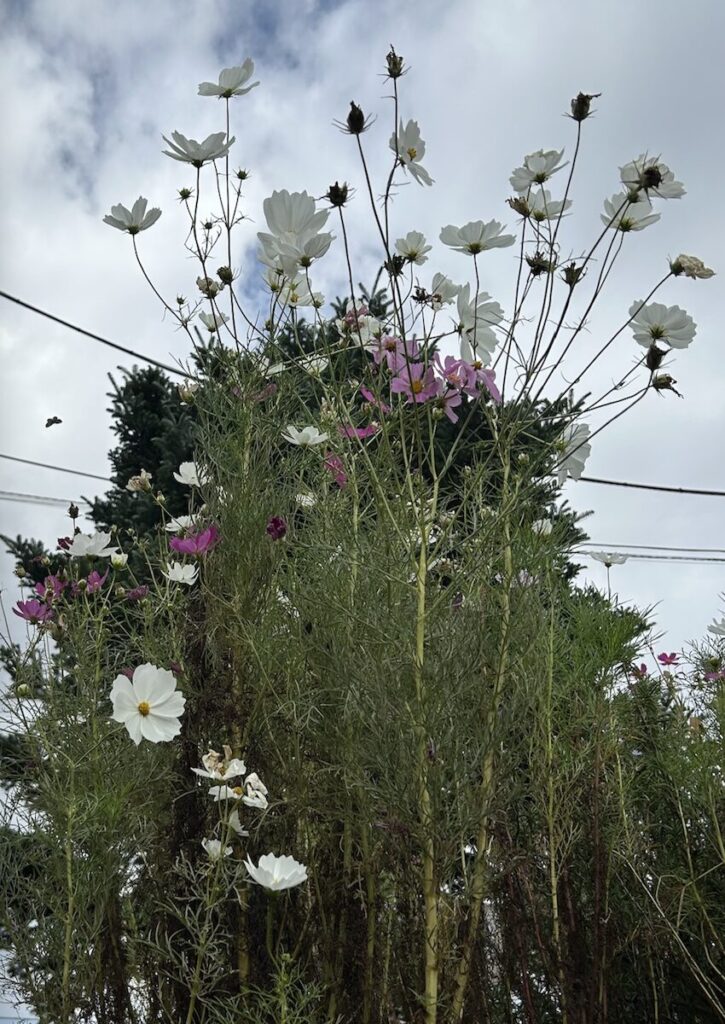 コスモス｜白とピンク色の花