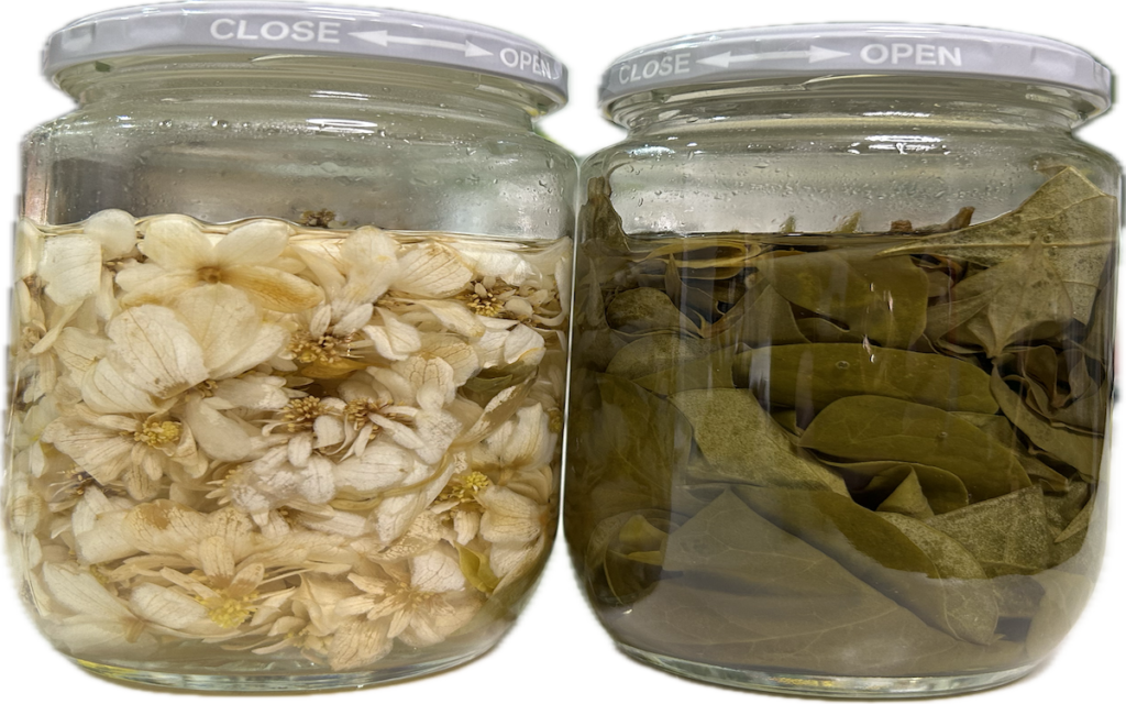 ドクダミ｜チンキ作り。お花と葉っぱをそれぞれリカーにつけている様子