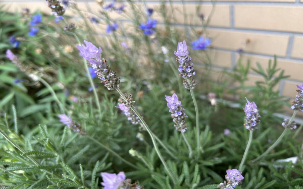 ラベンダー｜地植えで育てているハーブ