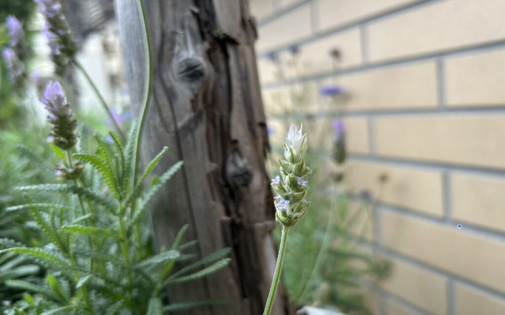 ラベンダー｜地植えで育てているハーブ