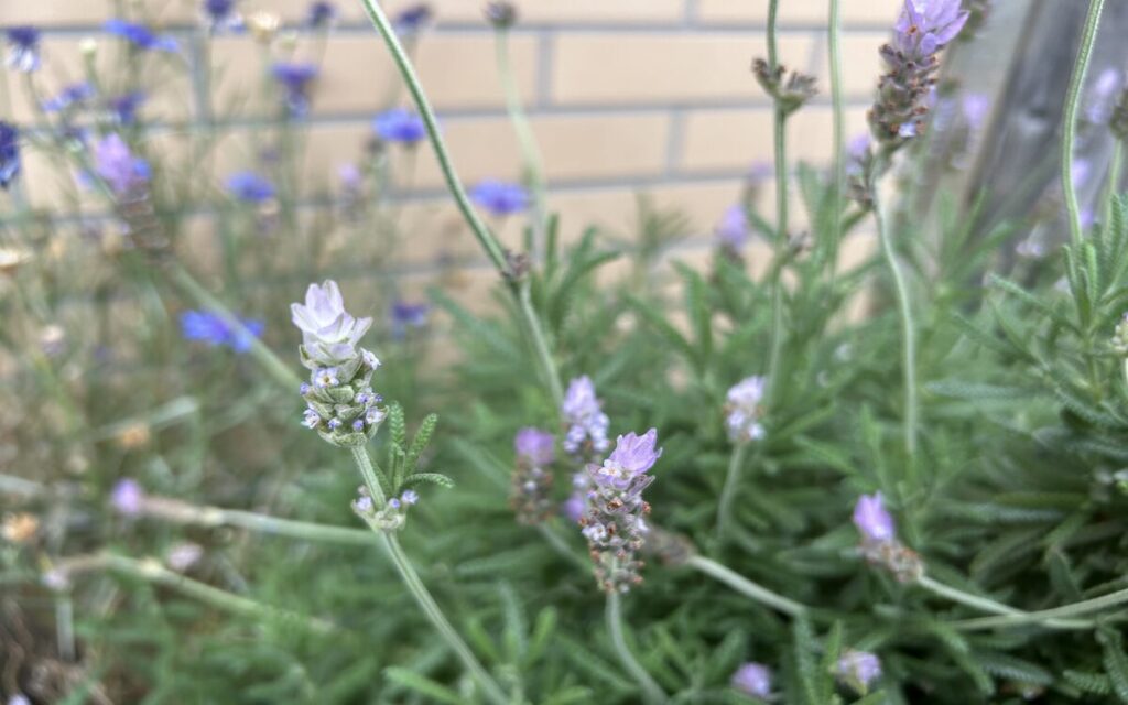 ラベンダー｜地植えで育てているハーブ
