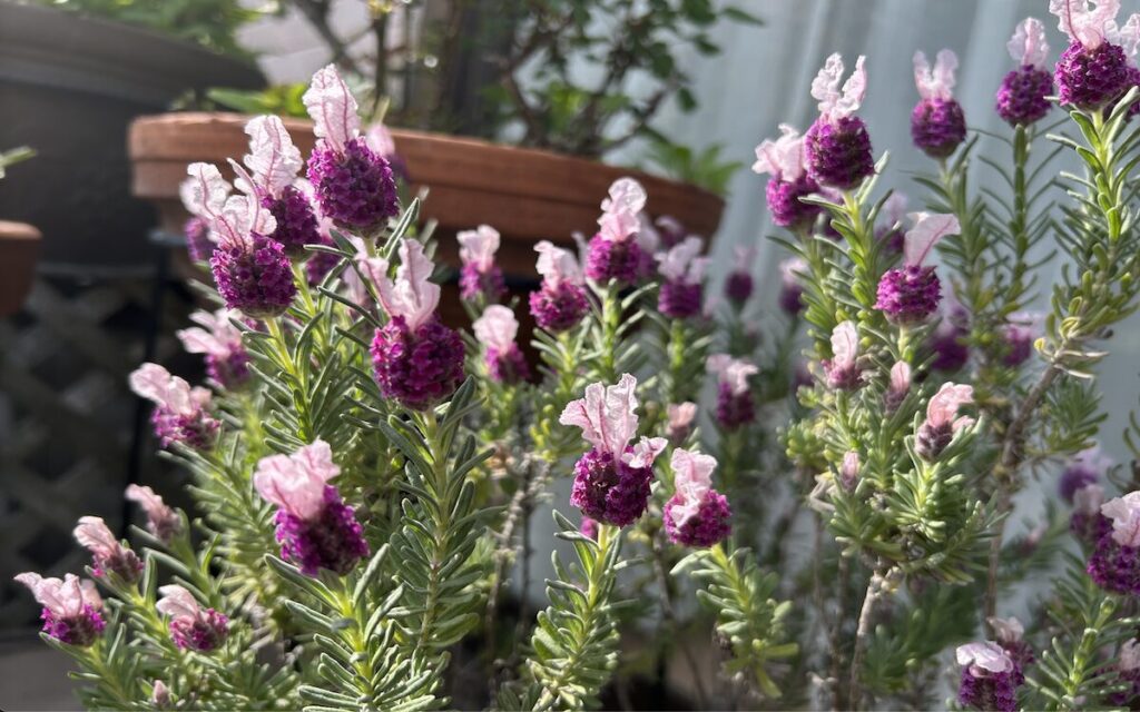 フレンチラベンダー|紫色の花開花