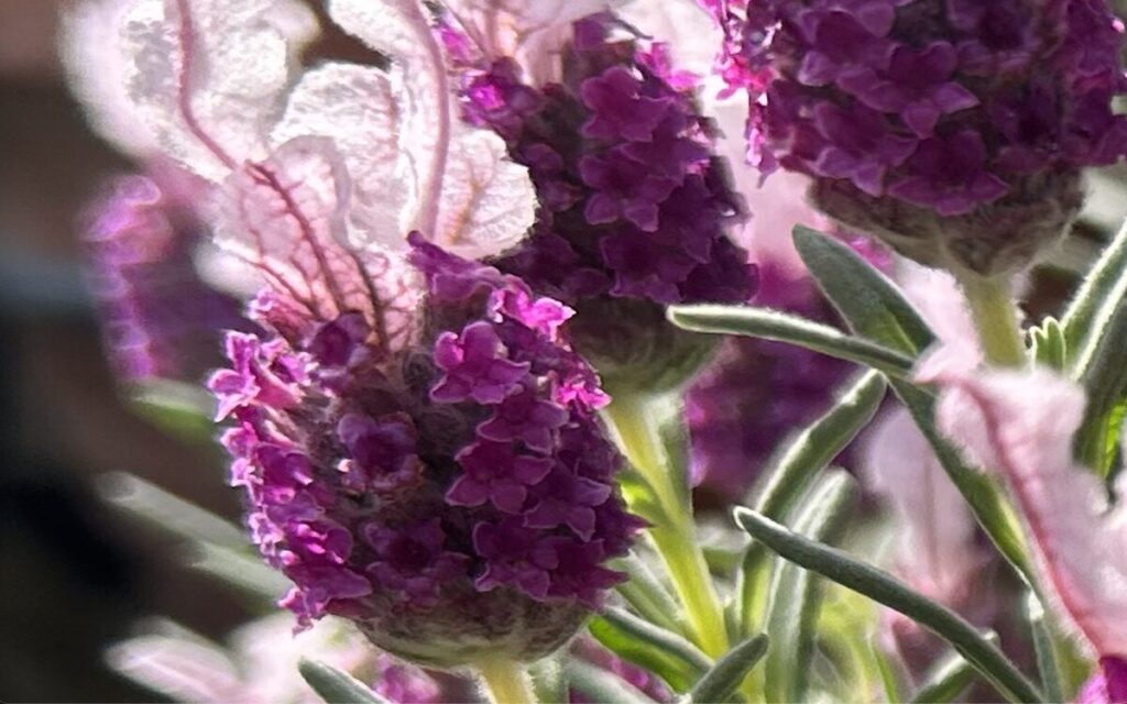 フレンチラベンダー|小さいお花が密集している様子