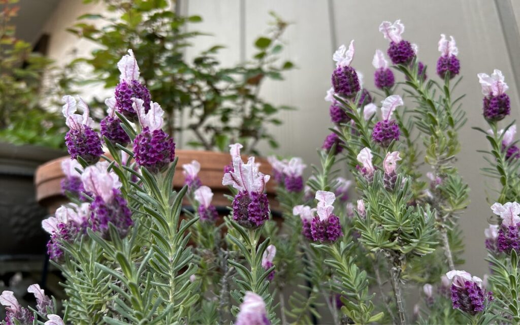 フレンチラベンダー|紫色の花開花