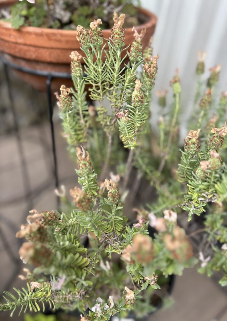 フレンチラベンダー|開花の終わり