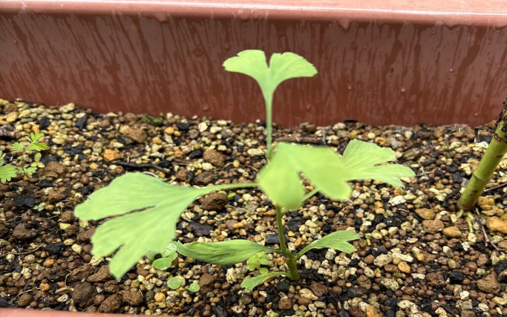 銀杏｜鉢植えで育てる様子
