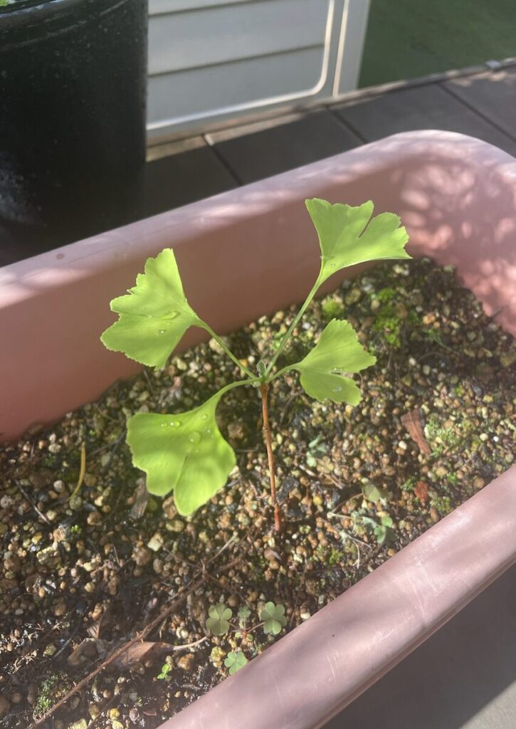 銀杏｜鉢植えで育てる様子