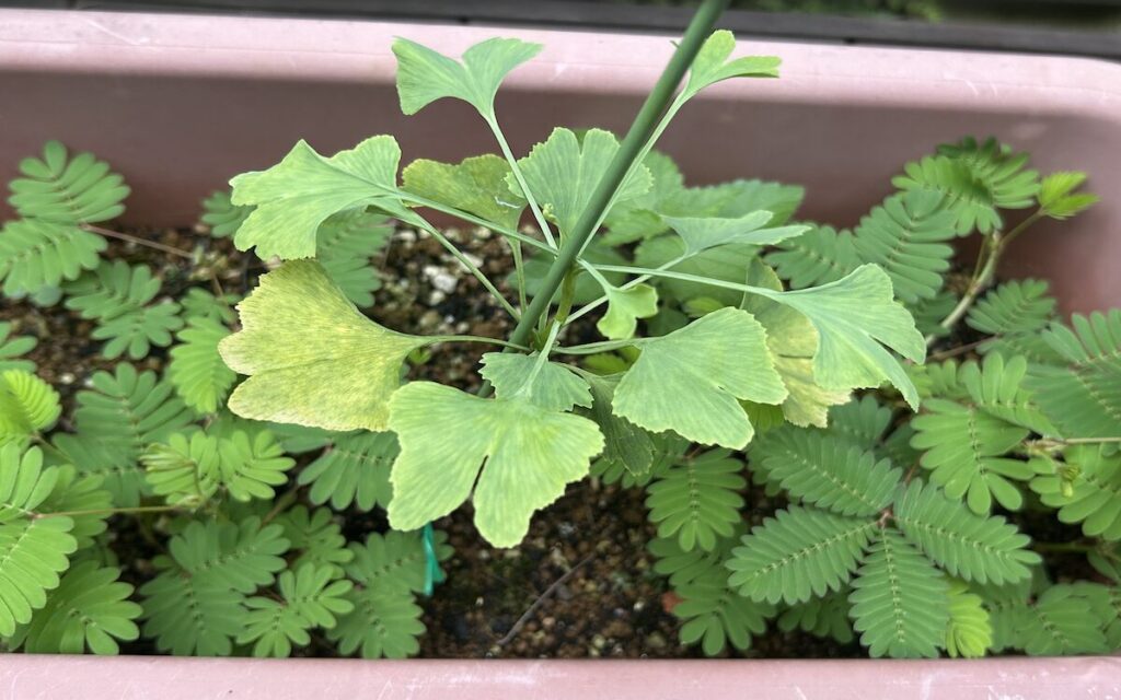 銀杏｜鉢植えで育てる葉っぱ