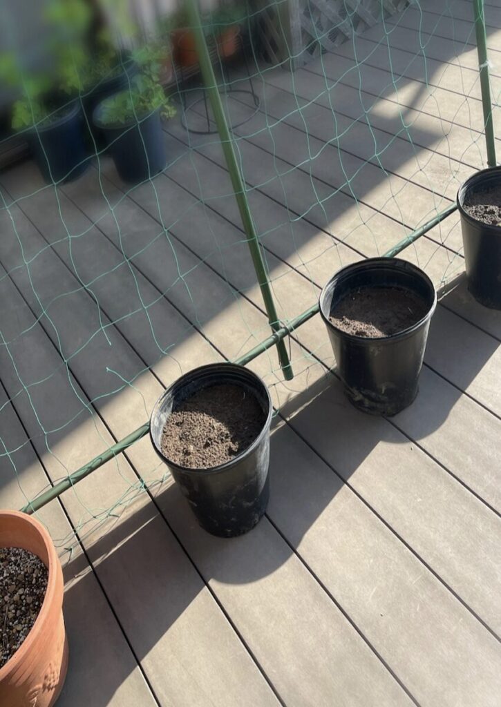 グリーンカーテン｜ネットの前に鉢を並べている様子