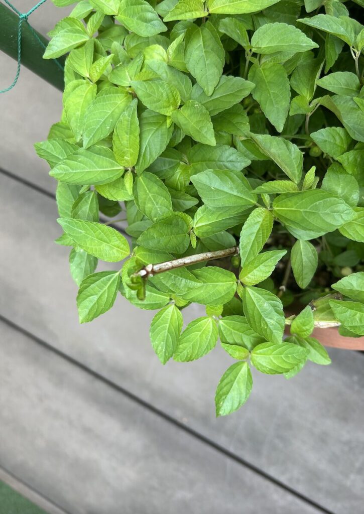 グリーンカーテン|何も植えていない鉢の様子