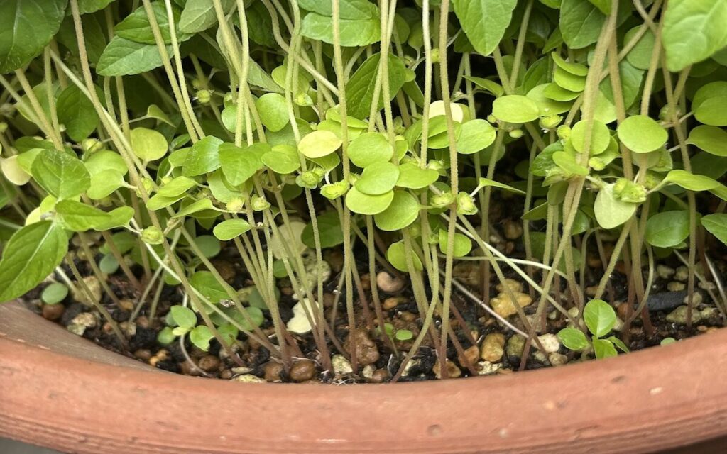 グリーンカーテン|何も植えていない鉢の様子