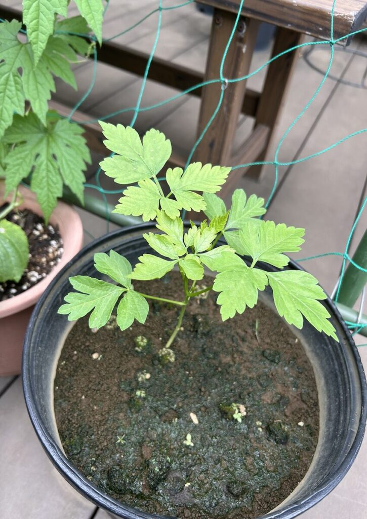 フウセンカズラ|成長の過程