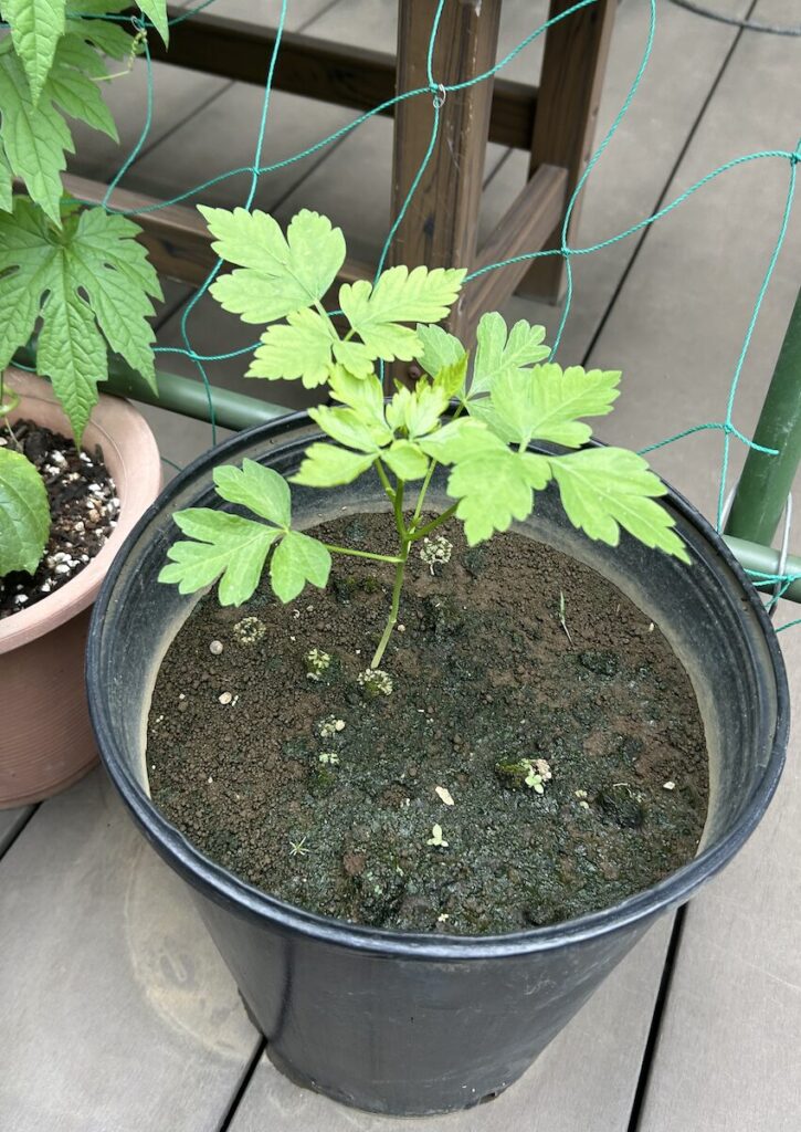 フウセンカズラ|成長の過程