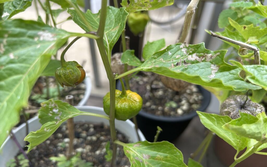 ほおずき｜黄緑色の実