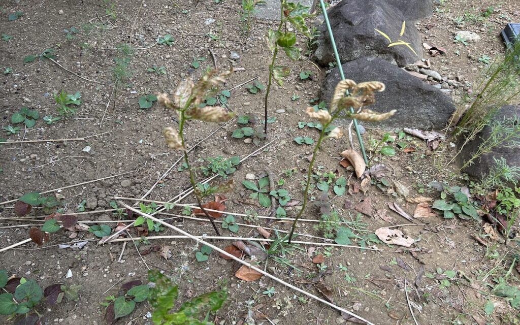 ほおずき｜お庭で育てている様子