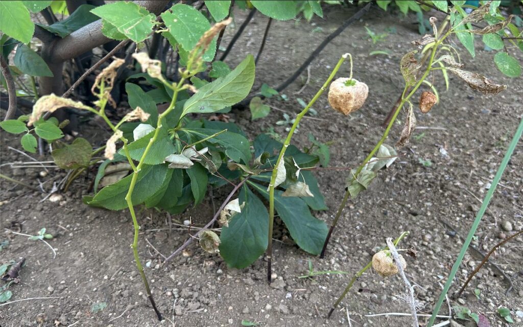 ほおずき｜枯れてしまった実