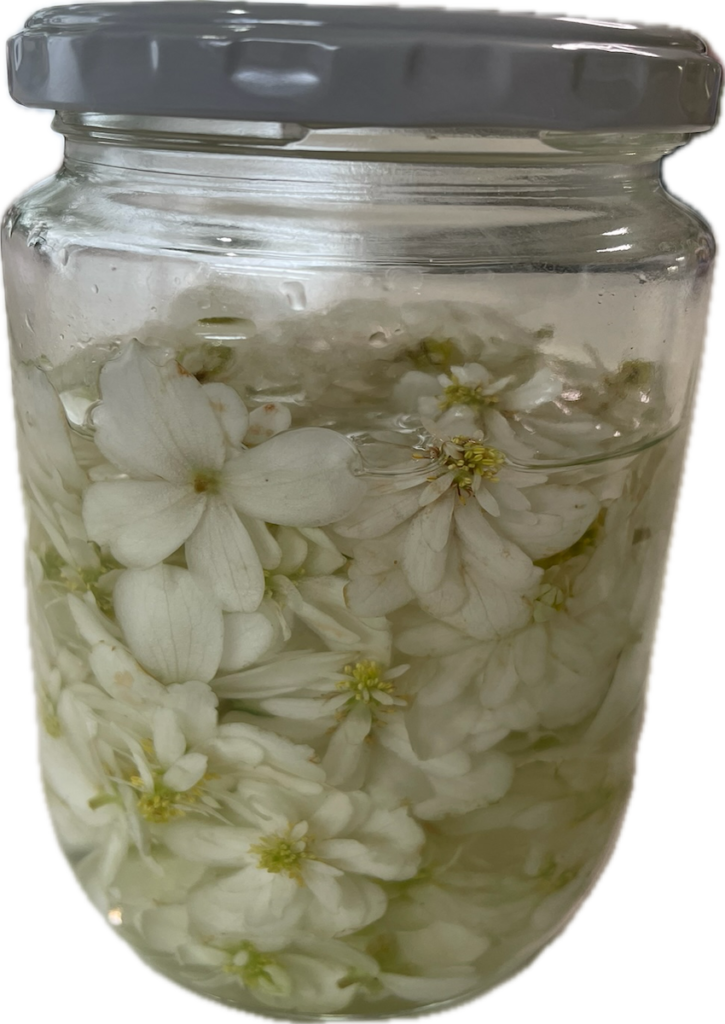 ドクダミ｜チンキ作り。お花をリカーにつけている様子