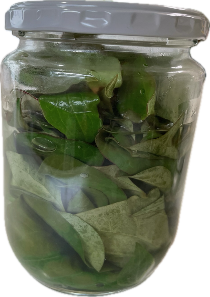 ドクダミ｜チンキ作り。葉っぱとリカーにつけて瓶に入れている様子。