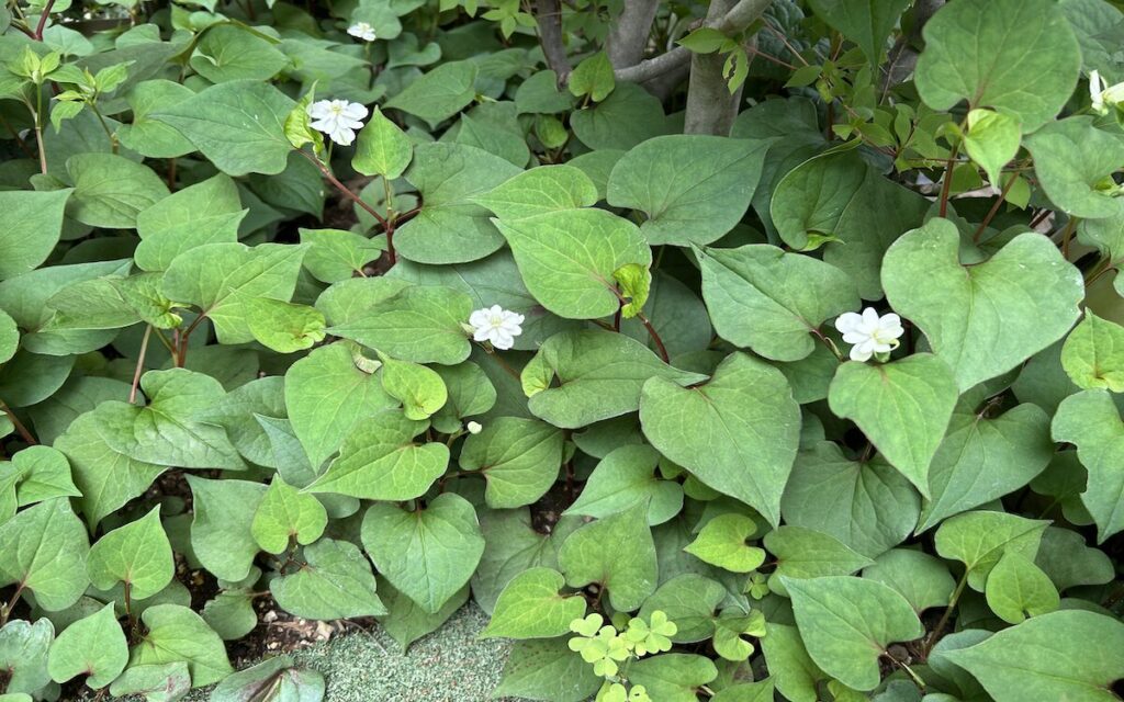 ドクダミ｜白いお花が咲いた様子