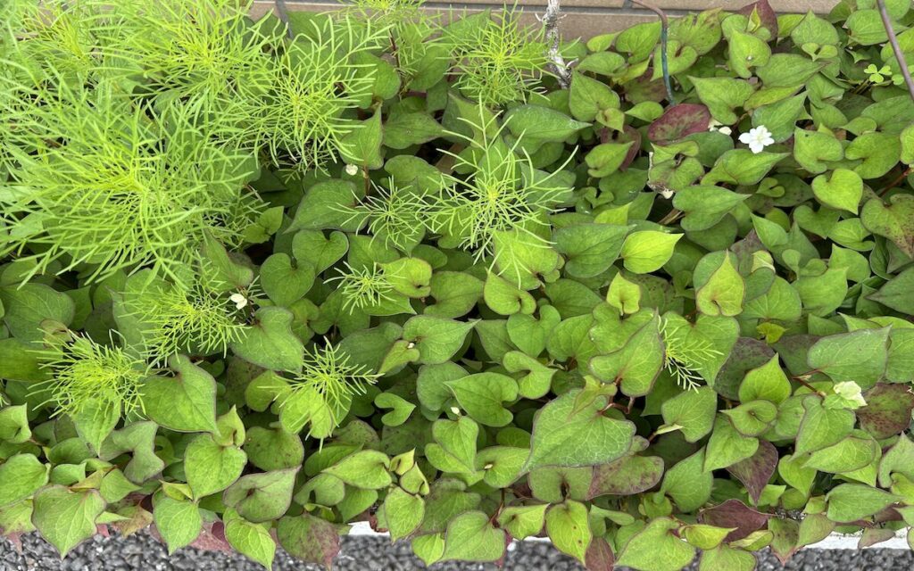 ドクダミ|白いお花とカモミールの葉っぱ