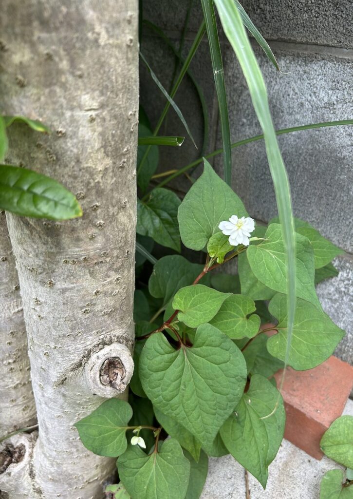 ドクダミ|木のそばで咲く白いお花
